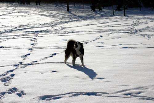 Ein Husky in einer einsamen Schneelandschaft - was kann schoener sein